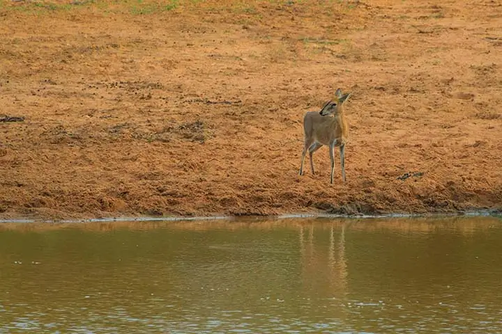 Grimms' Duiker